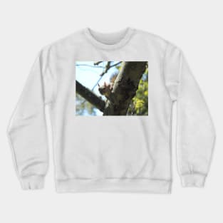 Eastern gray squirrel, wildlife photography, wild animals Crewneck Sweatshirt